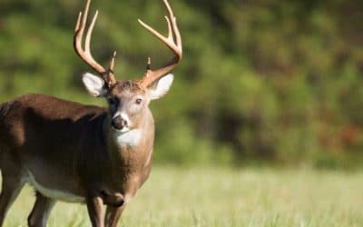 Where To Shoot A Deer With A Crossbow?