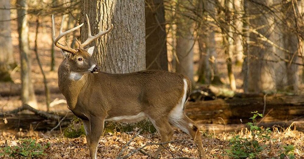 how to see more deer while hunting_featured